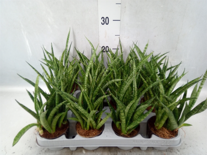 Sansevieria  'Fernwood'