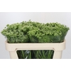 Ammi Visnaga