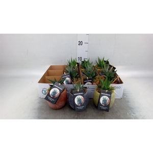 Arr.   Kamerplant Groen L%