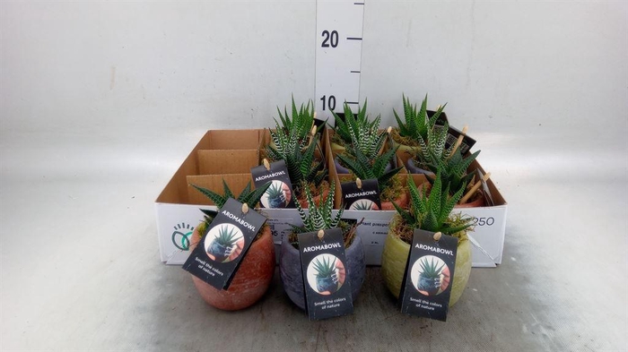 <h4>Arr.   Kamerplant Groen L%</h4>