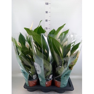 Spathiphyllum  'Bingo Cupido'