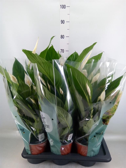 <h4>Spathiphyllum  'Bingo Cupido'</h4>