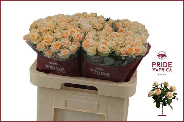 <h4>Rosa spray trinity</h4>