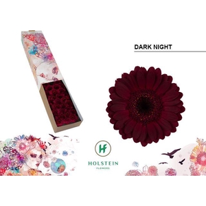 Germini Dark Night Doos