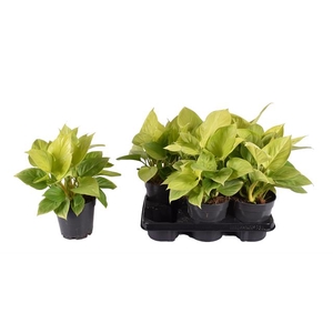 Homalomena Lemon Lime 14Ø 35cm