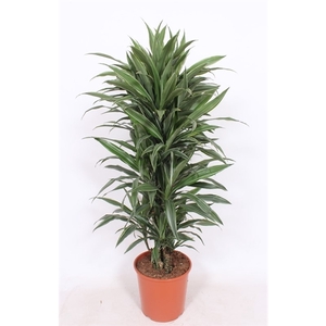 Dracaena Warneckei