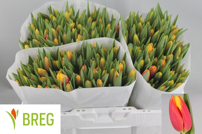 <h4>TU EN DOW JONES</h4>