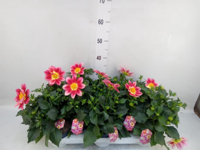 <h4>Dahlia  'Summerbees Red Bicolor'</h4>