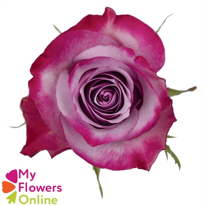 R Gr Deep Purple Lavander 60cm EC