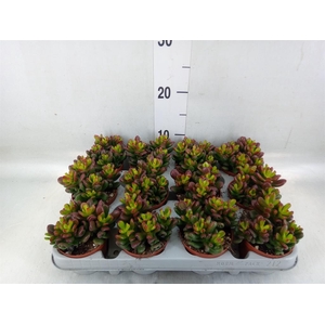 Crassula ovata 'Gandalf'