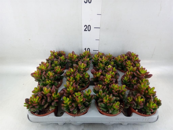<h4>Crassula ovata 'Gandalf'</h4>