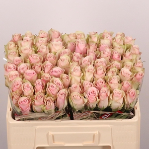 R GR PINK ATHENA