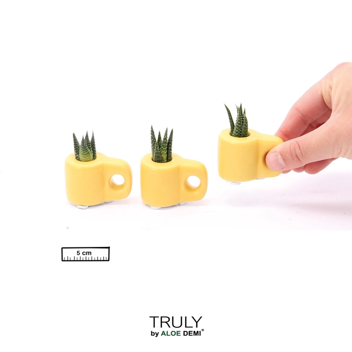 <h4>TRULY Succulent, Mug Yellow Mini</h4>