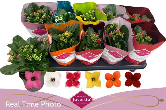 <h4>KAL EN GEM 6 KL</h4>