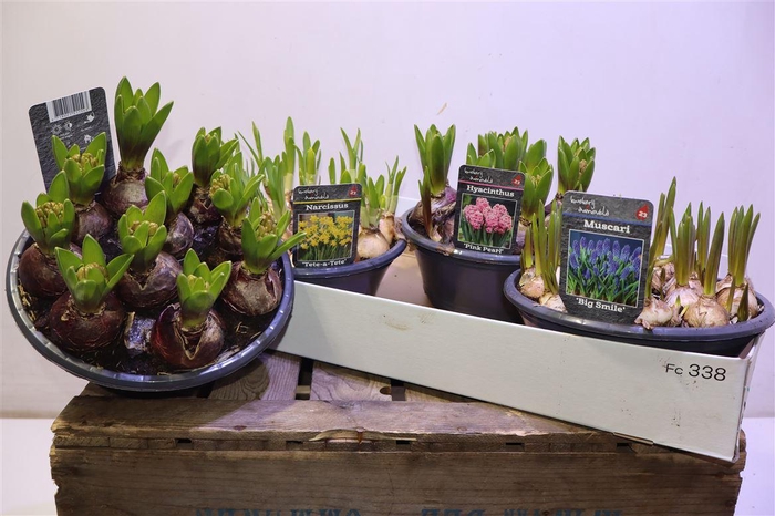 <h4>Bolbloemen Gem</h4>