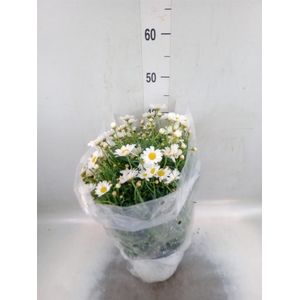 Argyranthemum   ...