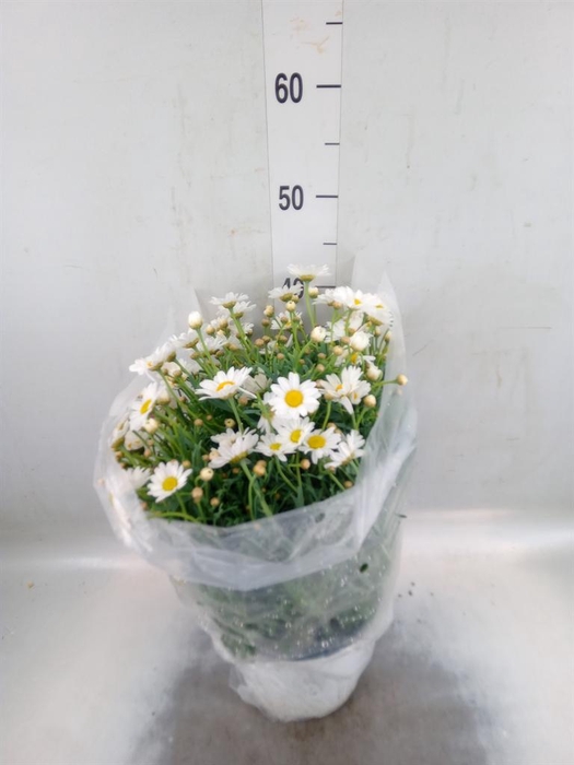 <h4>Argyranthemum   ...</h4>
