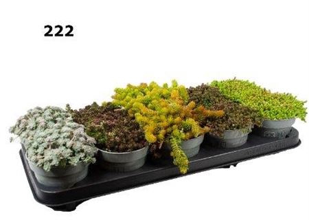 <h4>Sedum Gemengd</h4>