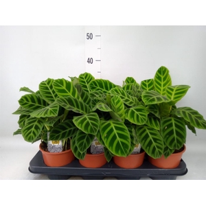 Calathea zebrina