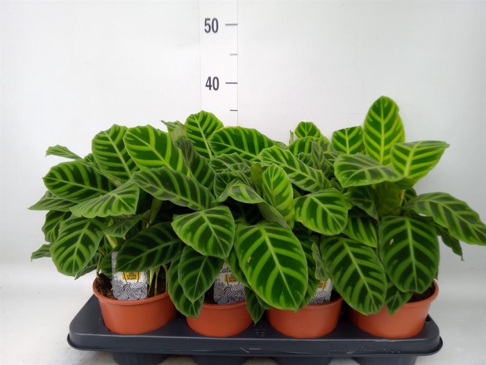 <h4>Calathea zebrina</h4>