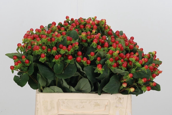 <h4>Hyp Tomato Flair</h4>