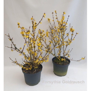 Forsythia intermedia 'Goldrausch' 29cm [minimum order: 10 plants]