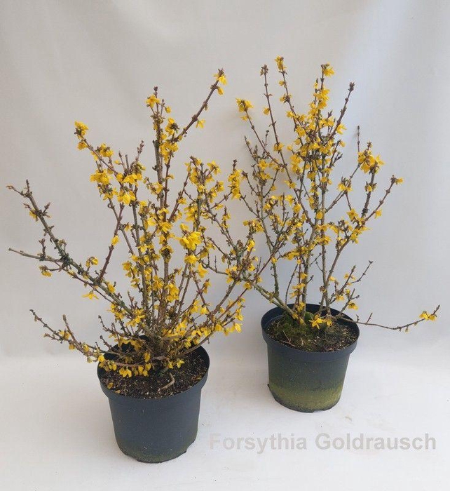 <h4>Forsythia intermedia 'Goldrausch' 29cm [minimum order: 10 plants]</h4>
