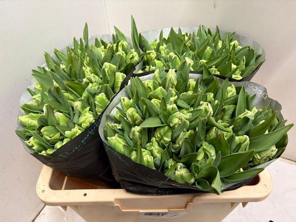 <h4>TU PA SUPER PARROT</h4>