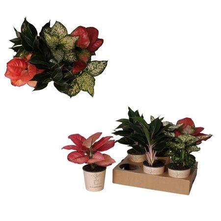 <h4>Aglaonema `mix`</h4>