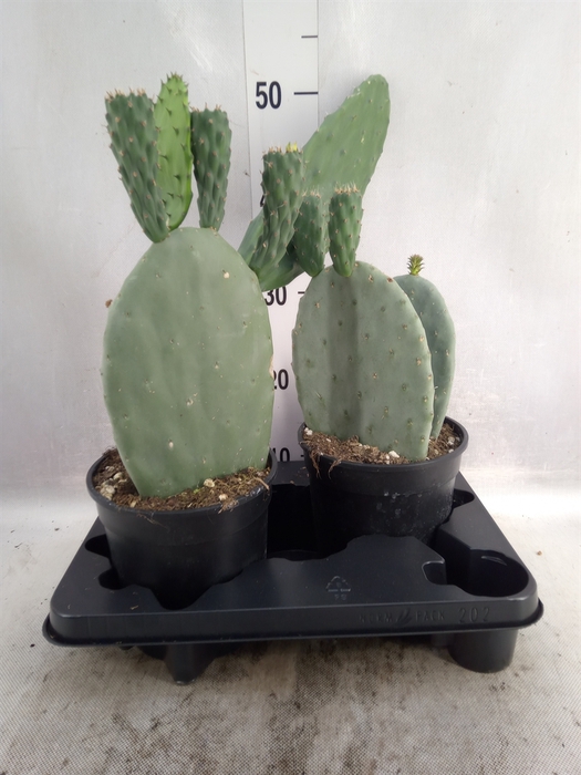 <h4>Opuntia</h4>