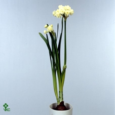 NARC D ERLICHEER Tray 236