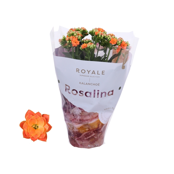 <h4>Kalanchoe Rosalina 12cm Royale Pedro oranje</h4>