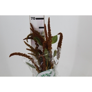 AMARANTHUS DOBRADO 070 CM BRONZE