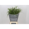 Panicum Fountain