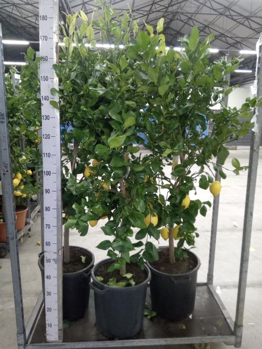 <h4>Citrus   ...</h4>