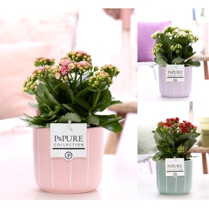 Kalanchoe mix in P&PURE Fleur ceramics ass. 3