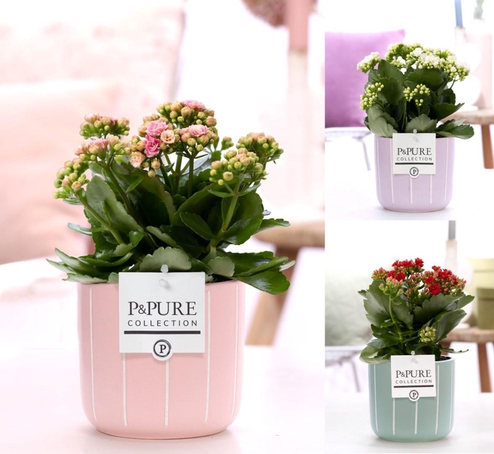 <h4>Kalanchoe mix in P&PURE Fleur ceramics ass. 3</h4>