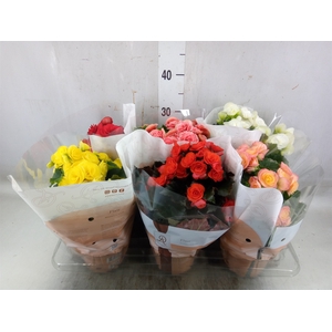Begonia elat. DU   ...mix
