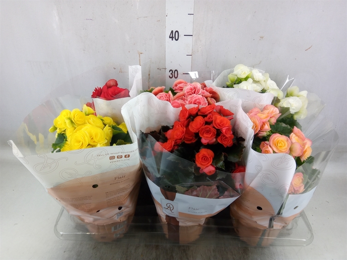 <h4>Begonia elat. DU   ...mix</h4>