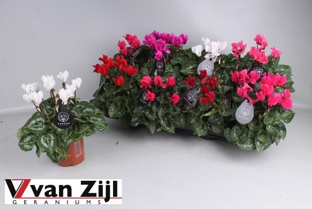 <h4>CYCL KL GARDEN</h4>