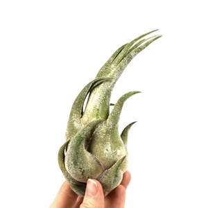 Tillandsia Ionantha Seleriana