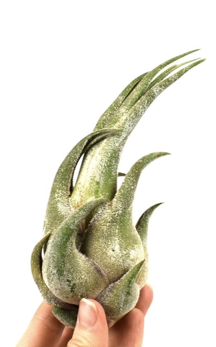 <h4>tillandsia seleriana</h4>