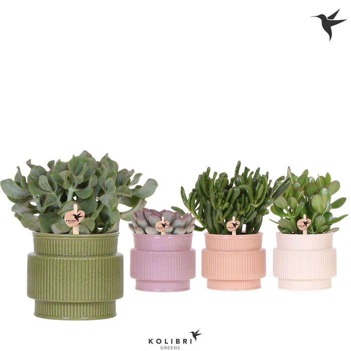 <h4>Kolibri Greens Succulenten mix in Allure pot mix</h4>