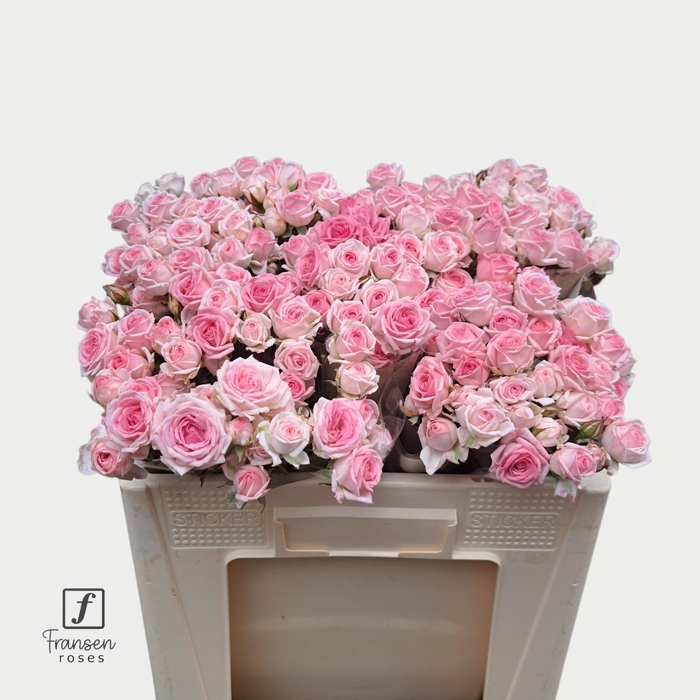 <h4>R TR KATE-LYNN</h4>