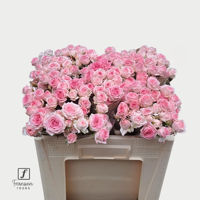 <h4>R TR KATE-LYNN</h4>