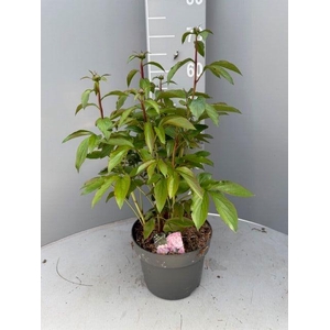 PAEONIA L SARAH BERN