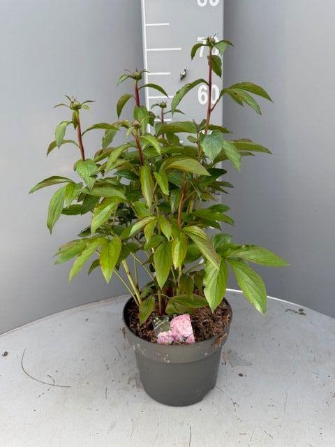 <h4>PAEONIA L SARAH BERN</h4>