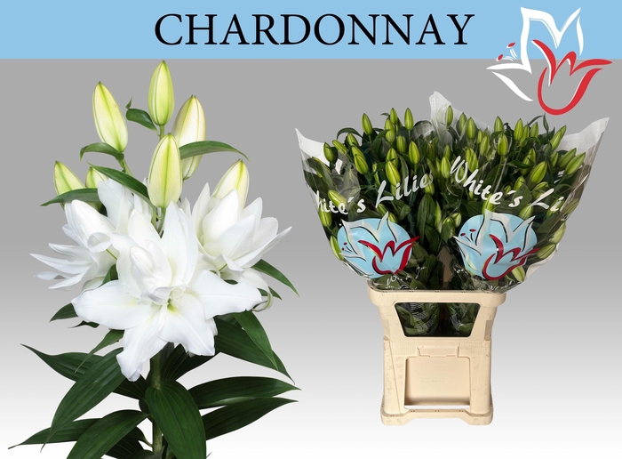 <h4>LI OR DU CHARDONNAY</h4>