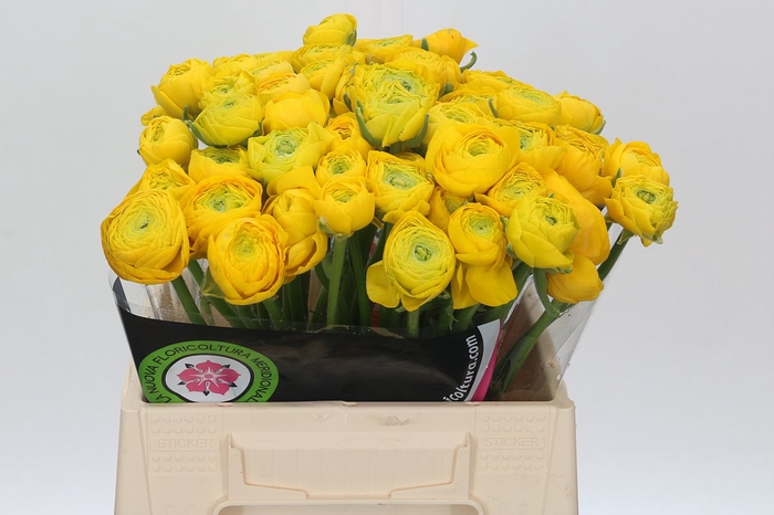 <h4>Ranunculus Charm Yellow</h4>