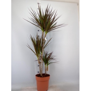 Dracaena marg. 'Magenta'